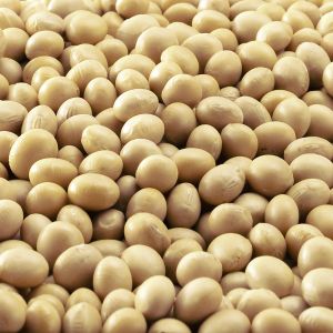 Legumes - soybeans